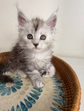 Load image into Gallery viewer, Black Silver Maine Coon male - 1 / Located in Ottawa area