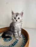 Load image into Gallery viewer, Black Silver Maine Coon male - 1 / Located in Ottawa area