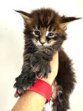 Load image into Gallery viewer, Black Marble Maine Coon Polydactyl male / Located in Ottawa area