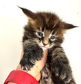 Load image into Gallery viewer, Black Marble Maine Coon Polydactyl male / Located in Ottawa area