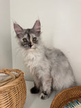 Load image into Gallery viewer, Silver Tortie Maine Coon female - 2 / Located in Ottawa area