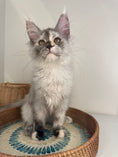 Load image into Gallery viewer, Silver Tortie Maine Coon female - 2 / Located in Ottawa area