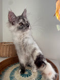 Load image into Gallery viewer, Silver Tortie Maine Coon female - 2 / Located in Ottawa area