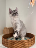 Load image into Gallery viewer, Silver Tortie Maine Coon female - 2 / Located in Ottawa area