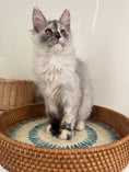 Load image into Gallery viewer, Silver Tortie Maine Coon female - 2 / Located in Ottawa area