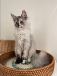Load image into Gallery viewer, Silver Tortie Maine Coon female - 2 / Located in Ottawa area