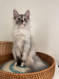 Load image into Gallery viewer, Silver Tortie Maine Coon female - 2 / Located in Ottawa area