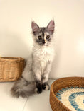 Load image into Gallery viewer, Silver Tortie Maine Coon female - 2 / Located in Ottawa area
