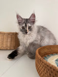 Load image into Gallery viewer, Silver Tortie Maine Coon female - 2 / Located in Ottawa area