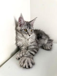 Load image into Gallery viewer, Black Silver Maine Coon Polydactyl female / Located in Ottawa area