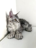 Load image into Gallery viewer, Black Silver Maine Coon Polydactyl female / Located in Ottawa area