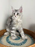 Load image into Gallery viewer, Black Silver with white Maine Coon Polydactyl female / Located in Ottawa area