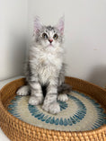 Load image into Gallery viewer, Black Silver with white Maine Coon Polydactyl female / Located in Ottawa area