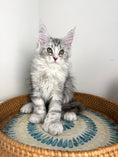 Load image into Gallery viewer, Black Silver with white Maine Coon Polydactyl female / Located in Ottawa area