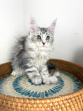 Load image into Gallery viewer, Black Silver with white Maine Coon Polydactyl female / Located in Ottawa area