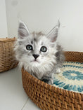 Load image into Gallery viewer, Black Silver Maine Coon female / Located in Ottawa area