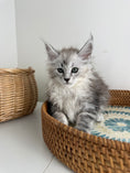 Load image into Gallery viewer, Black Silver Maine Coon female / Located in Ottawa area