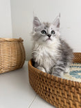 Load image into Gallery viewer, Black Silver Maine Coon female / Located in Ottawa area
