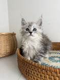 Load image into Gallery viewer, Black Silver Maine Coon female / Located in Ottawa area
