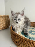 Load image into Gallery viewer, Black Silver Maine Coon female / Located in Ottawa area