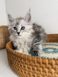 Load image into Gallery viewer, Black Silver Maine Coon female / Located in Ottawa area