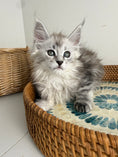Load image into Gallery viewer, Black Silver Maine Coon female / Located in Ottawa area