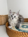 Load image into Gallery viewer, Black Silver Maine Coon female / Located in Ottawa area