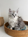 Load image into Gallery viewer, Black Silver Maine Coon female / Located in Ottawa area
