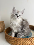 Load image into Gallery viewer, Black Silver Maine Coon female / Located in Ottawa area