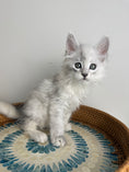Load image into Gallery viewer, Black Silver Shaded Maine Coon male - 3 / Located in Ottawa area