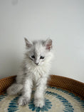 Load image into Gallery viewer, Black Silver Shaded Maine Coon male - 3 / Located in Ottawa area