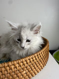 Load image into Gallery viewer, Black Silver Shaded Maine Coon male - 3 / Located in Ottawa area