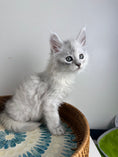Load image into Gallery viewer, Black Silver Shaded Maine Coon male - 3 / Located in Ottawa area