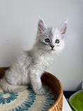 Load image into Gallery viewer, Black Silver Shaded Maine Coon male - 3 / Located in Ottawa area