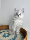 Load image into Gallery viewer, Black Silver Shaded Maine Coon male - 3 / Located in Ottawa area