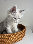 Load image into Gallery viewer, Black Silver Shaded Maine Coon male - 1 / Located in Ottawa area