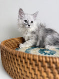 Load image into Gallery viewer, Black Silver Shaded Maine Coon female / Located in Ottawa area
