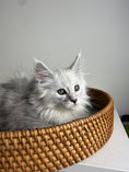 Load image into Gallery viewer, Black Silver Shaded Maine Coon female / Located in Ottawa area
