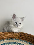 Load image into Gallery viewer, Black Silver Shaded Maine Coon female / Located in Ottawa area