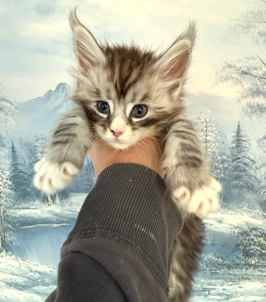 Black Silver Maine Coon male with white 2 / Located in Ottawa area