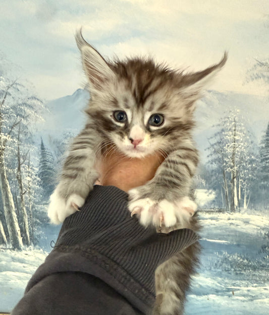 Black Silver Maine Coon male with white 2 / Located in Ottawa area