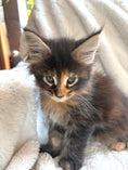 Load image into Gallery viewer, Black Tortie Maine Coon female 3 / Located in Ottawa area - Almonte