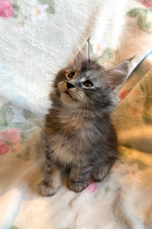 Black Silver Maine Coon male / Located in Ottawa area - Almonte