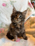 Load image into Gallery viewer, Black Tortie Maine Coon female 2 / Located in Ottawa area - Almonte