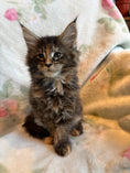 Load image into Gallery viewer, Black Tortie Maine Coon female 2 / Located in Ottawa area - Almonte