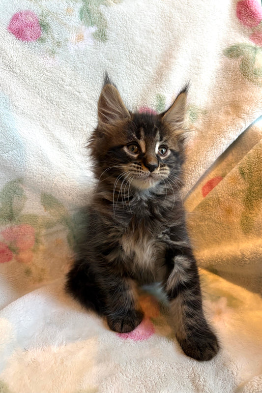 Black Marble Maine Coon male / Located in Ottawa area - Almonte
