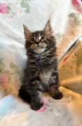 Load image into Gallery viewer, Black Marble Maine Coon male / Located in Ottawa area - Almonte