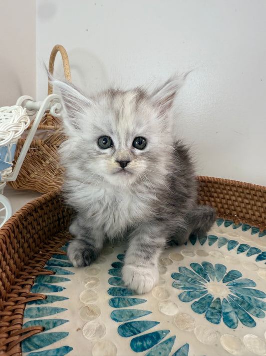 Pale Silver Tortie Maine Coon female/ Located in Ottawa area