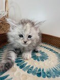 Load image into Gallery viewer, Pale Silver Tortie Maine Coon female/ Located in Ottawa area