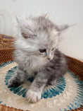 Load image into Gallery viewer, Pale Silver Tortie Maine Coon female/ Located in Ottawa area